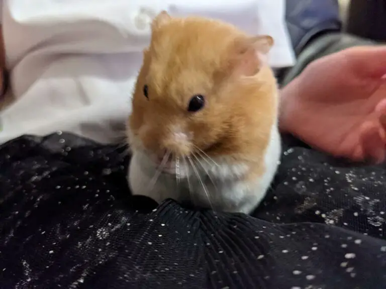 Why Do Hamsters Stand Up? (Explained for Beginners)