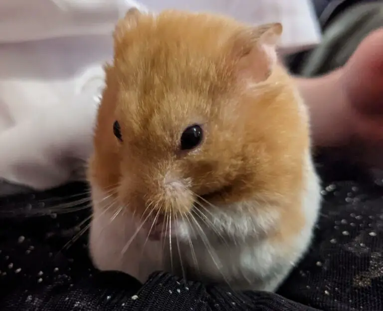 Can Hamsters Eat Dried Grasshoppers?