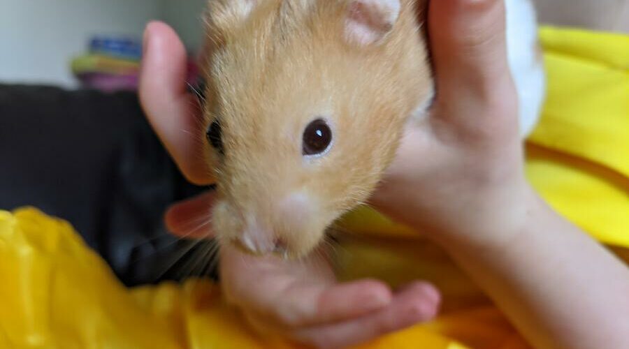 Can Hamsters Go Down Stairs? Hamster Geek