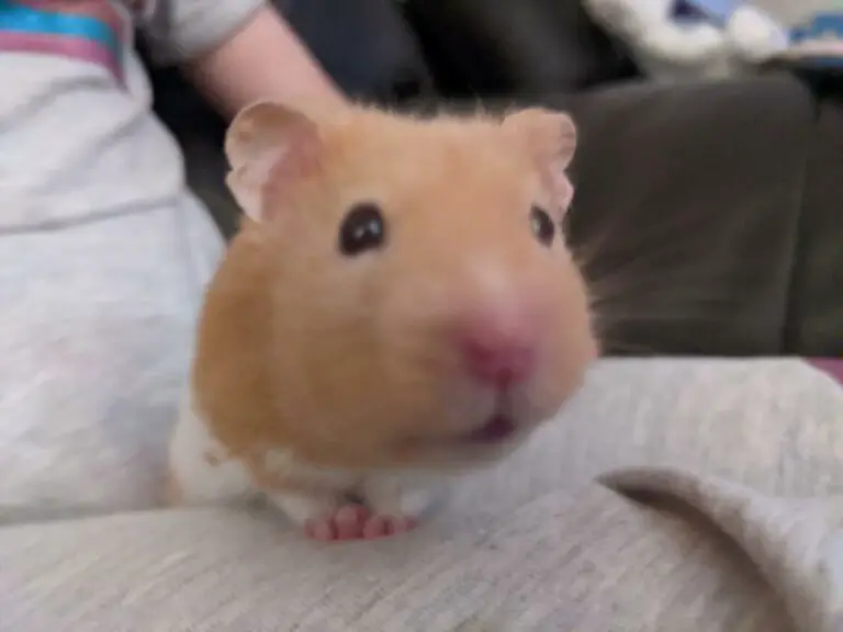 Do Hamsters Snore?