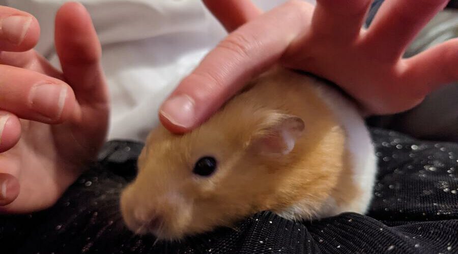 Is It OK To Wake Up A Hamster? Hamster Geek