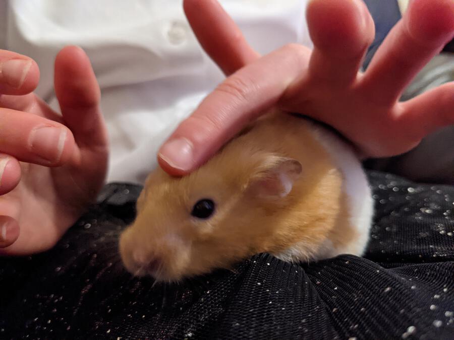 Is It OK To Wake Up A Hamster?